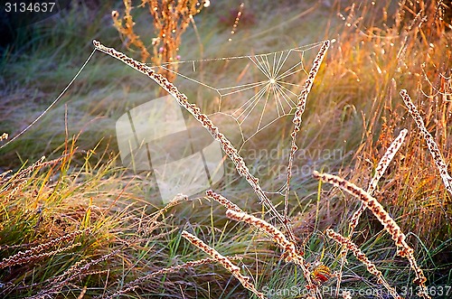 Image of Cobweb in the Sunrise