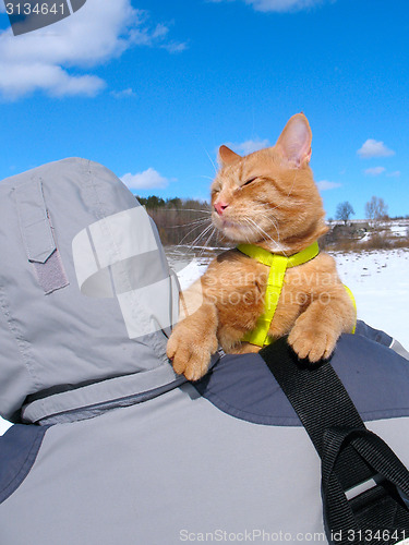 Image of Happiness (man and cat)