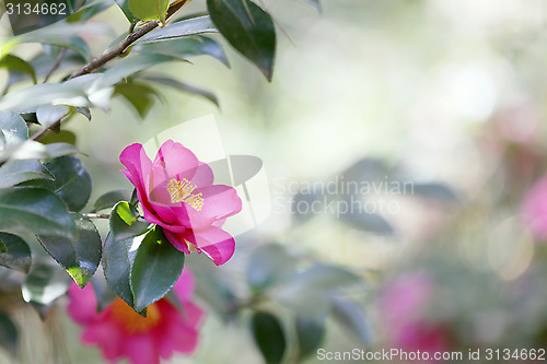 Image of Camelia