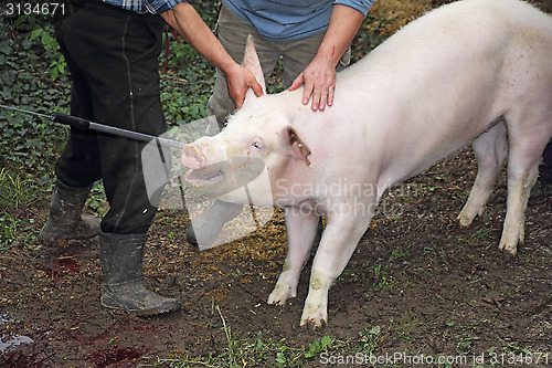 Image of frightened pig