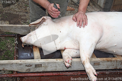 Image of slaughtered pigs2