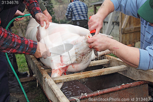 Image of slaughtered pigs3