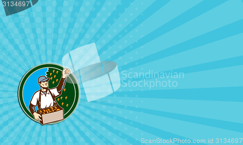 Image of Business card Fruit Picker Worker Picking Plum Circle