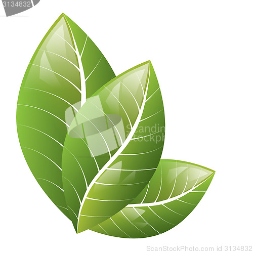 Image of Vector. Beautiful green leaves on a white background