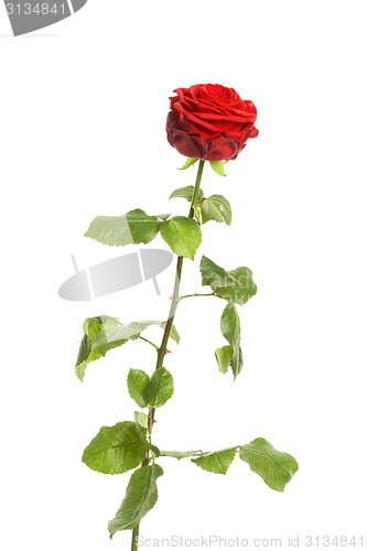 Image of red rose