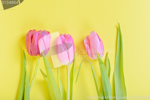 Image of Three pink tulips on yellow