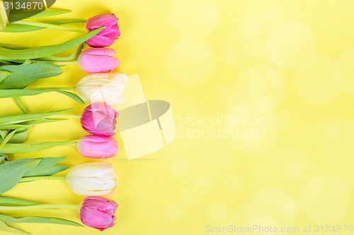 Image of Row of multicolored tulips for border or frame