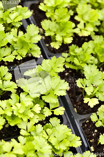 Image of Celery Plants