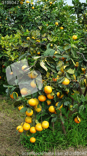 Image of Orange tree with ripe fruits