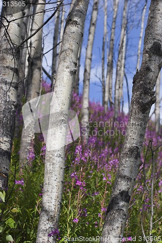 Image of Birches on hill with flowers