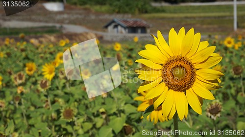 Image of Sunflower field with sunny summer sky