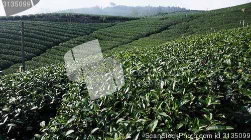 Image of Tea Plantation on highland