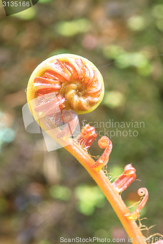 Image of Spiral green leaf