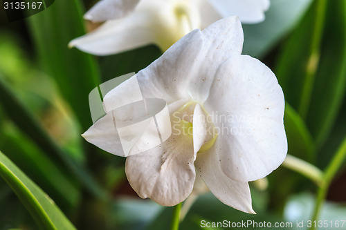 Image of White Orchid on the background