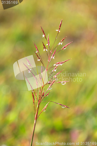 Image of water drops on the green grass 