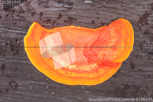 Image of close up mushroom in deep forest