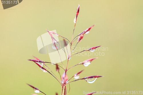 Image of water drops on the green grass 