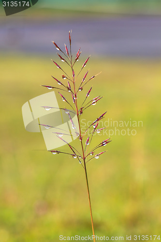 Image of water drops on the green grass 