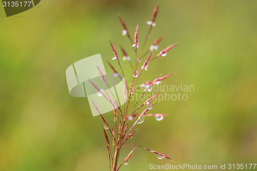 Image of water drops on the green grass 