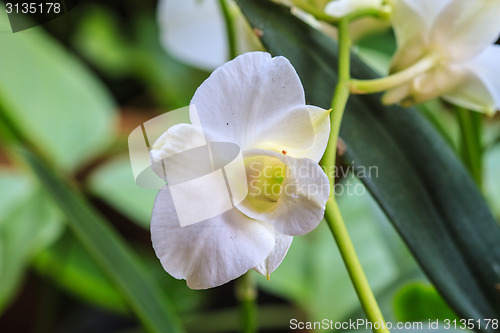 Image of White Orchid on the background