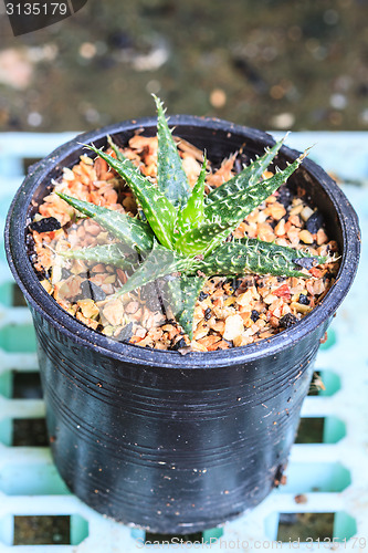 Image of Cactus in Pots / Pot Cactus / Cactus / Thorn Cactus 