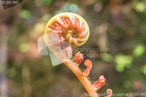 Image of Spiral green leaf