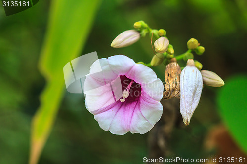 Image of Morning glory flowers