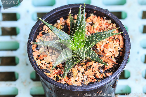 Image of Cactus in Pots / Pot Cactus / Cactus / Thorn Cactus 