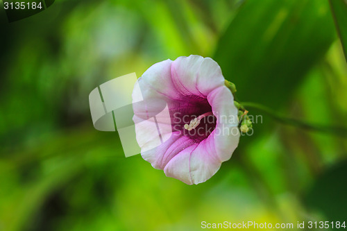 Image of Morning glory flowers