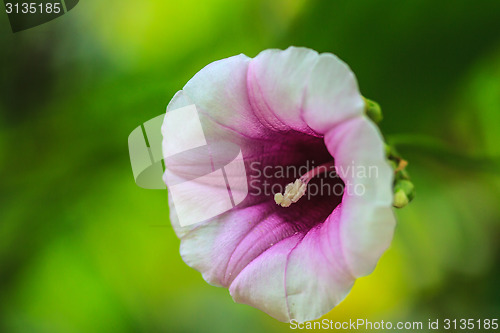 Image of Morning glory flowers