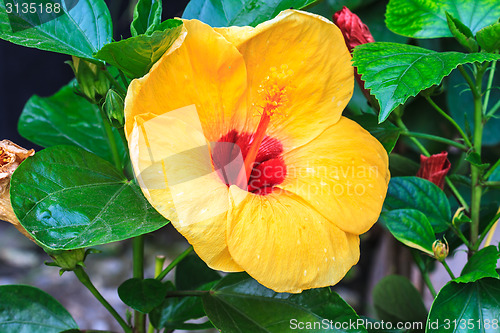 Image of Hibiscus flowers are a genus of flowering plants in the mallow f