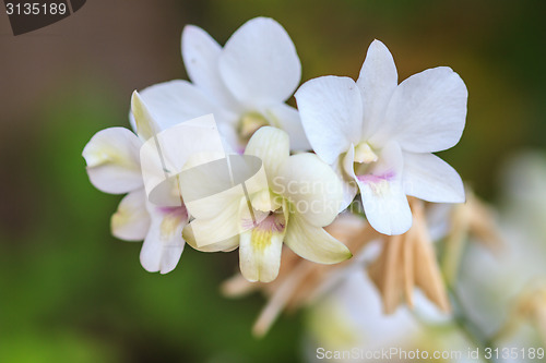 Image of White Orchid on the background