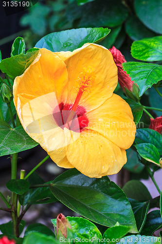 Image of Hibiscus flowers are a genus of flowering plants in the mallow f