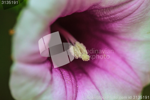 Image of Morning glory flowers
