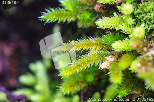 Image of green moss in forest