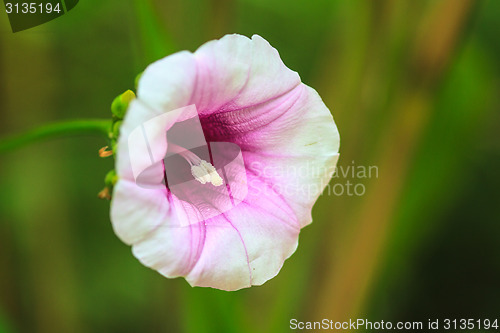 Image of Morning glory flowers