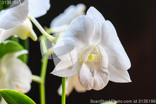 Image of White Orchid on the background