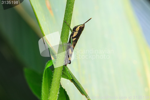 Image of Grasshopper perching on a leaf