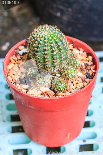 Image of Cactus in Pots / Pot Cactus / Cactus / Thorn Cactus 