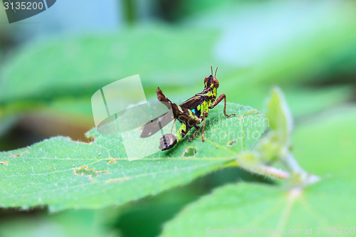 Image of Grasshopper perching on a leaf