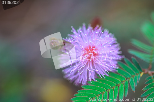 Image of beautiful wild flower in forest
