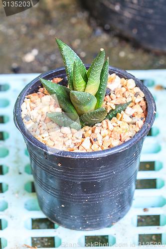 Image of Cactus in Pots / Pot Cactus / Cactus / Thorn Cactus 