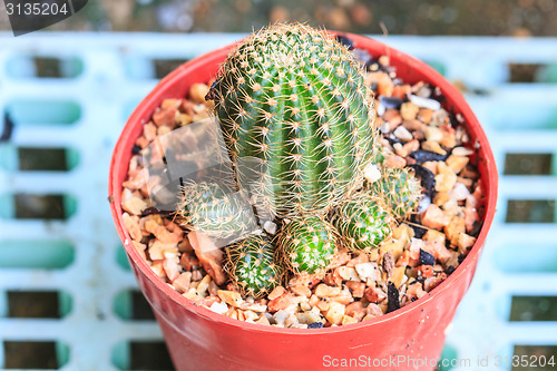 Image of Cactus in Pots / Pot Cactus / Cactus / Thorn Cactus 