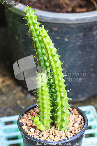 Image of Cactus in Pots / Pot Cactus / Cactus / Thorn Cactus 