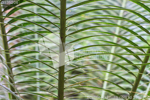 Image of beautiful green cycad leaf