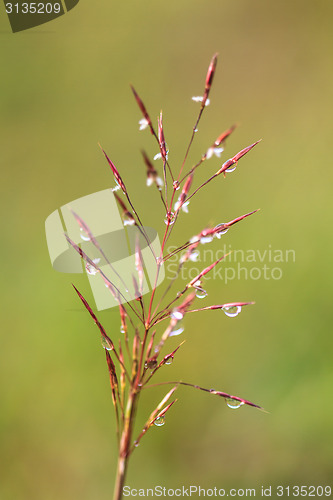 Image of water drops on the green grass 