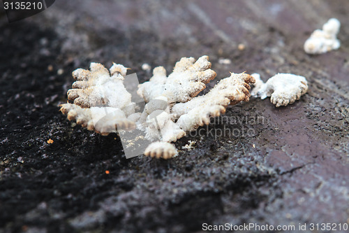 Image of close up mushroom in deep forest