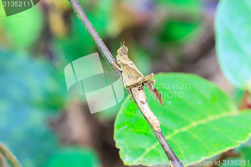 Image of Grasshopper perching on a leaf