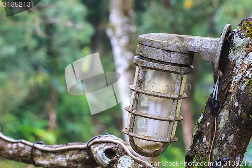 Image of old light bulb in park