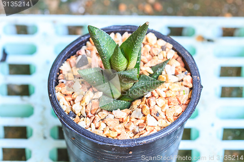 Image of Cactus in Pots / Pot Cactus / Cactus / Thorn Cactus 